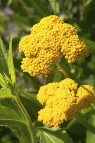 Yarrow Flowers