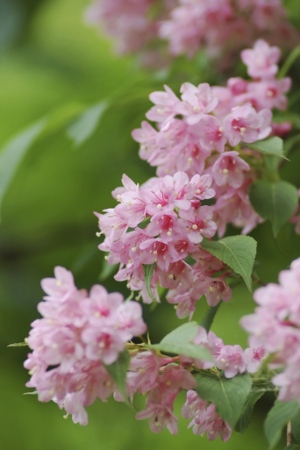 Pink Weigela Flowers in May