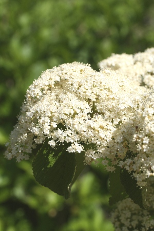 White Viburnums Blooming in May