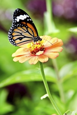 Butterfly on Zinnia Flower