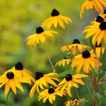 Black-eyed Susan