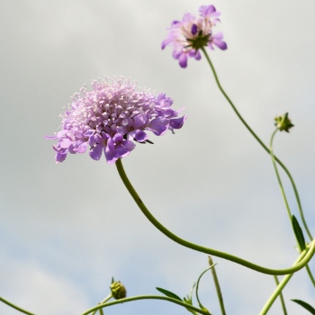 Pincushion Flower
