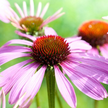 Purple Coneflower