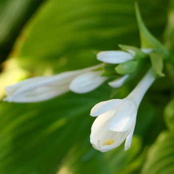 Hosta