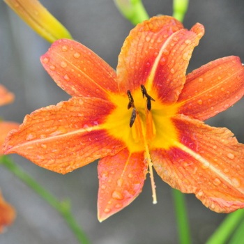 Daylily