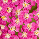 achillea