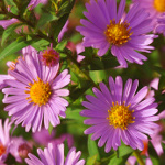 asters