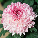 chrysanthemum