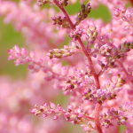 astilbe