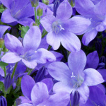 campanula