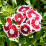 dianthus