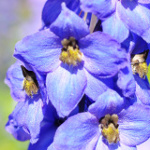 delphinium