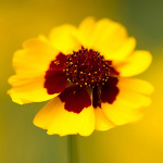 coreopsis