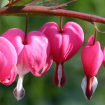 dicentra-eximia