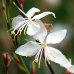 gaura