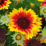 gaillardia