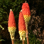 kniphofia