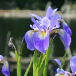 iris-cristata