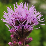 liatris