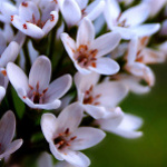 lysimachia-clethroides