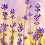 lavandula