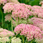 sedum