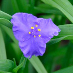 tradescantia