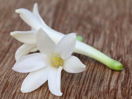 White Tuberose