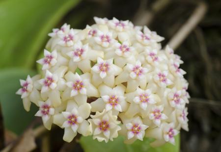 Hoya Flowers