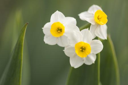 Winter Narcissus.