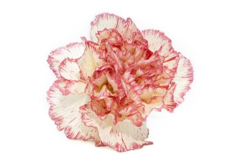 Pink and white carnation