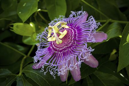 Purple Passion Flower