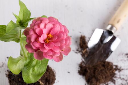 Zinnia flower with soil