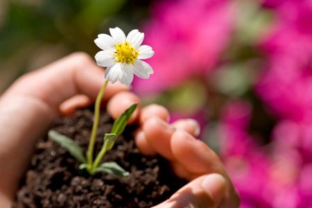 Care of zinnia flower