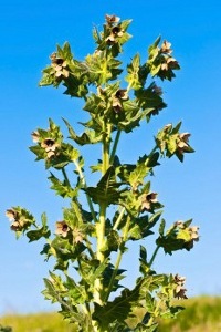 Atropa Belladonna