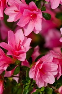 Azalea