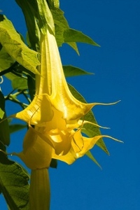 Angel's Trumpet