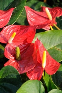 Anthurium