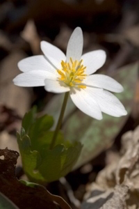 Bloodroot