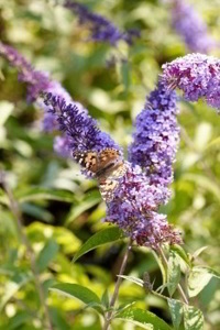 Butterfly Bush