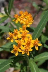 Butterfly Weed