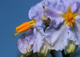 Solanum