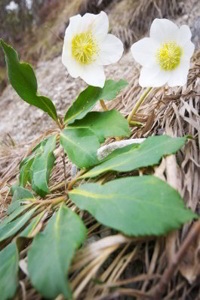 Christmas Rose