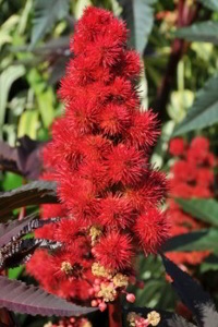 Castor Bean