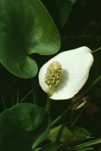 Calla Lily