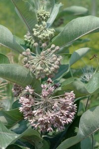 Common Milkweed