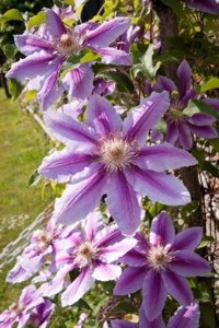 Clematis