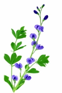 False Indigo