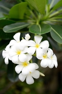 Frangipani