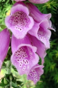 Foxglove